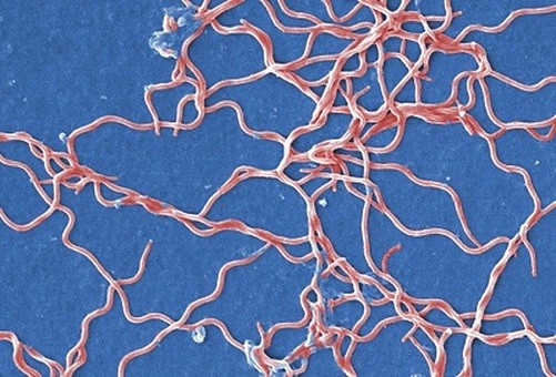 Borrelia